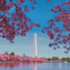 Cherry Blossoms Washington Monument Diamond Painting