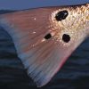 Close Up Redfish Tail Diamond Painting