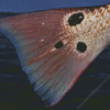 Close Up Redfish Tail Diamond Painting