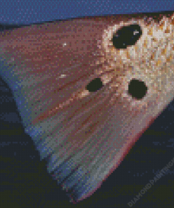 Close Up Redfish Tail Diamond Painting