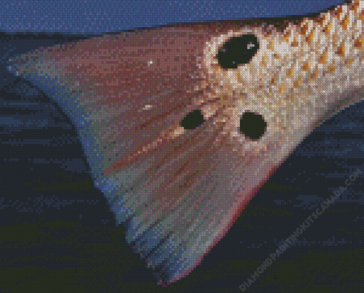 Close Up Redfish Tail Diamond Painting