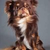 Fluffy Brown Chihuahua Dog Diamond Painting