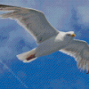 Flying Seagull Diamond Painting