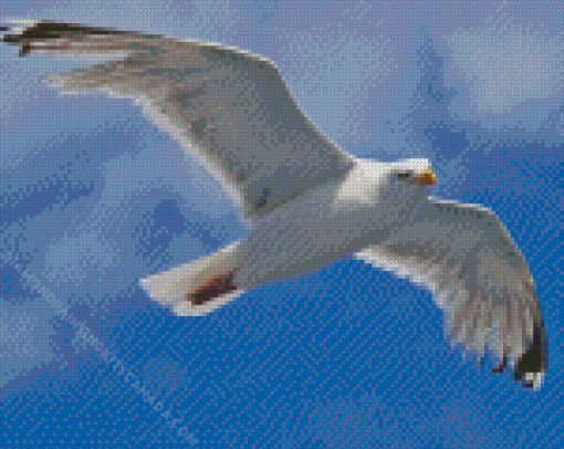 Flying Seagull Diamond Painting