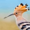 Hoopoe Close Up Diamond Painting