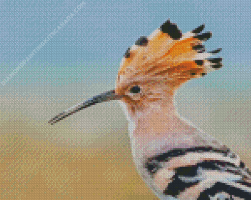 Hoopoe Close Up Diamond Painting