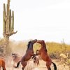 Horses in Arizona Diamond Painting