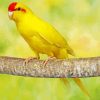 Kakariki Yellow Bird on Tree Diamond Painting