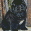 Little Newfoundland Puppy Diamond Painting