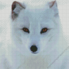 Polar Fox Art Diamond Painting