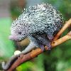 Prehensile Tailed Brazilian Porcupine Diamond Painting