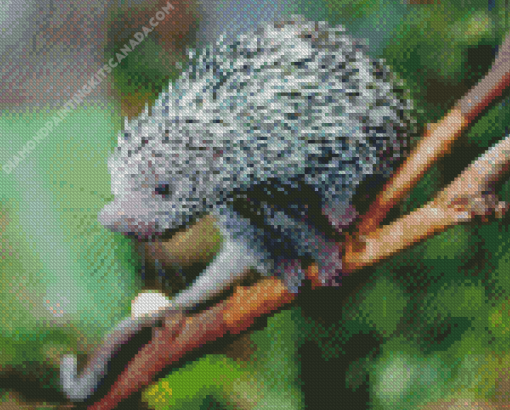 Prehensile Tailed Brazilian Porcupine Diamond Painting