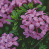 Purple Daphne Flowers Diamond Painting