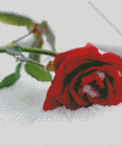 Red Rose In Snow Diamond Painting