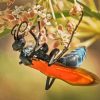 Tarantula Hawk Diamond Painting