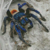 Tarantulas Spider Diamond Painting