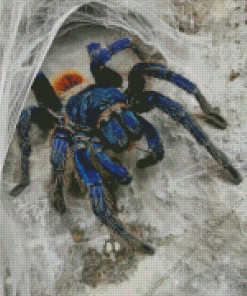 Tarantulas Spider Diamond Painting