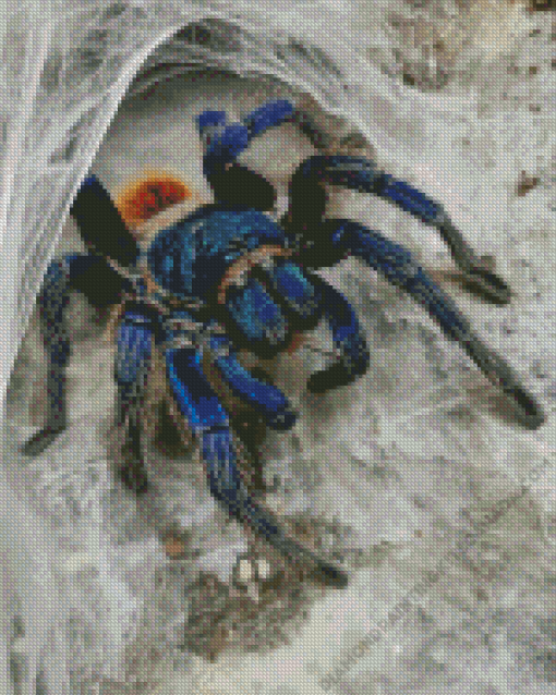 Tarantulas Spider Diamond Painting