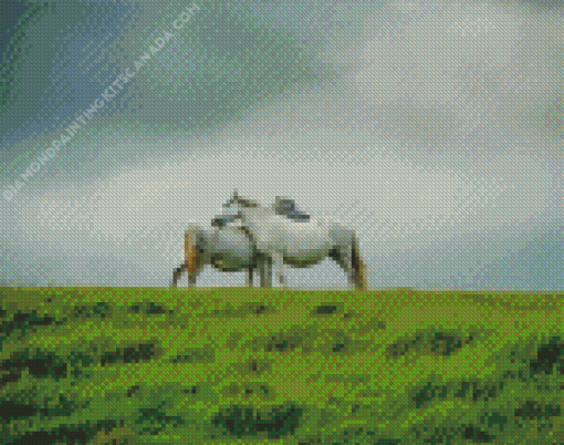 Wild Grey Horse Couple Diamond Painting