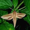 Banded Sphinx Moth On Green Leaf Diamond Painting