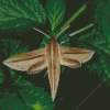 Banded Sphinx Moth On Green Leaf Diamond Painting