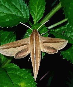 Banded Sphinx Moth On Green Leaf Diamond Painting