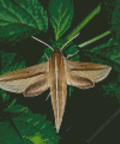 Banded Sphinx Moth On Green Leaf Diamond Painting