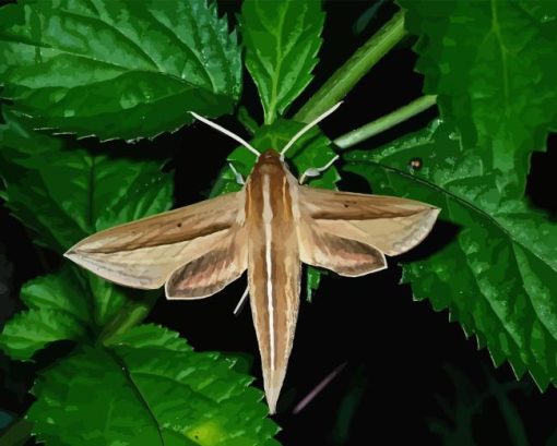 Banded Sphinx Moth On Green Leaf Diamond Painting