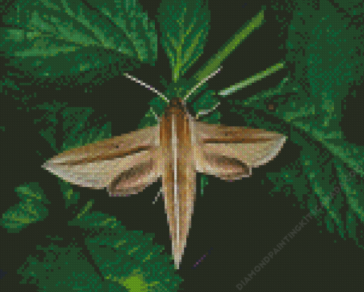 Banded Sphinx Moth On Green Leaf Diamond Painting