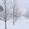 Birch Trees in Winter Diamond Painting