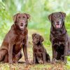 Brown Labradors Diamond Painting