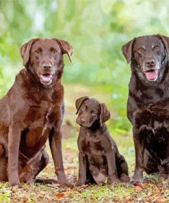 Brown Labradors Diamond Painting