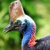 Cassowary Diamond Painting