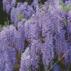 Chinese Wisteria Tree Diamond Painting