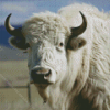 Great White Buffalo Animal Diamond Painting