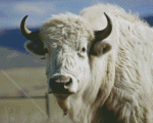 Great White Buffalo Animal Diamond Painting