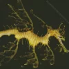 Leafy Seadragon Diamond Painting