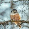 Northern Hawk Owl Bird Diamond Painting