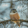 Northern Hawk Owl Bird Diamond Painting