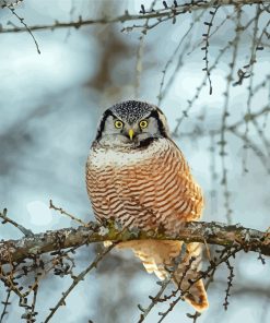 Northern Hawk Owl Bird Diamond Painting