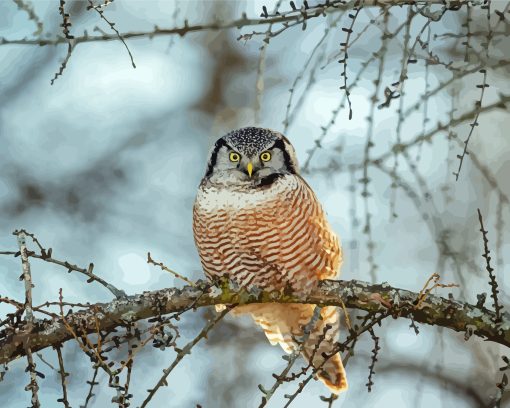 Northern Hawk Owl Bird Diamond Painting