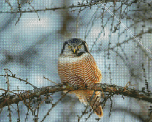 Northern Hawk Owl Bird Diamond Painting