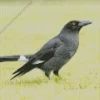 Pied Currawong Diamond Painting