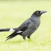 Pied Currawong Diamond Painting