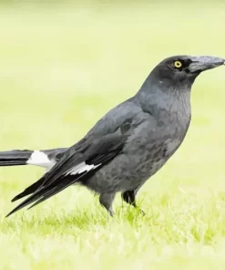 Pied Currawong Diamond Painting