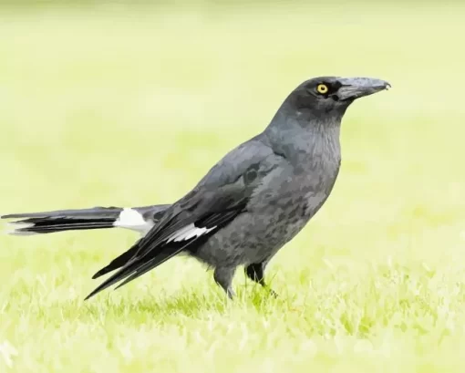 Pied Currawong Diamond Painting