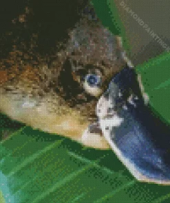 Platypus Diamond Painting