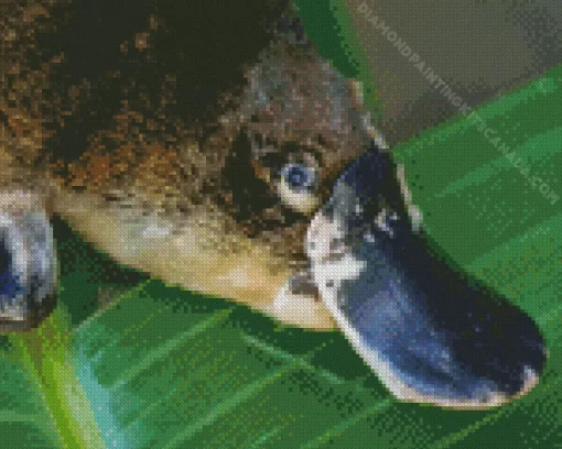 Platypus Diamond Painting