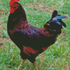 Rhode Island Red Diamond Painting