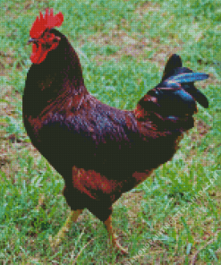 Rhode Island Red Diamond Painting